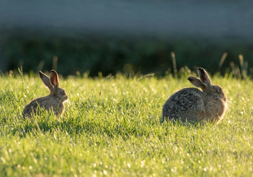 Hares - two generations