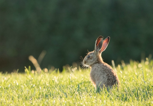 Leveret