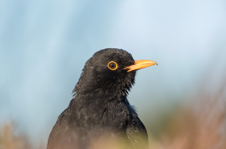 Blackbird, High Batts