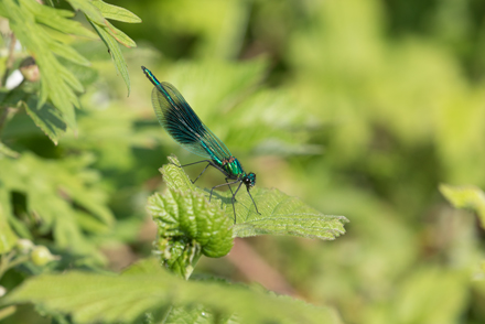 Banded Demoiselle, High Batts