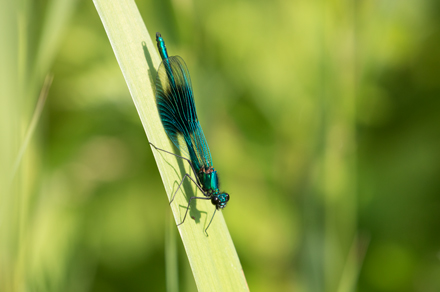 Banded Demoiselle, High Batts