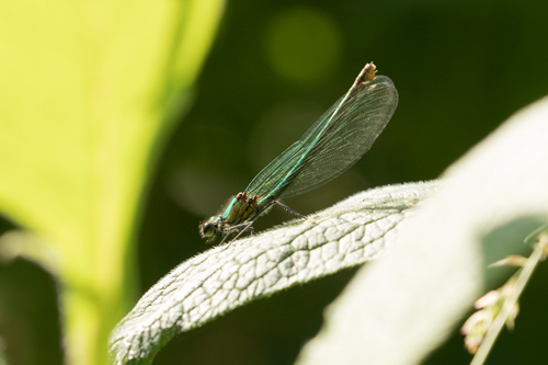Female banded demoiselle
