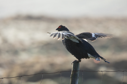 Black Grouse, Coverdale