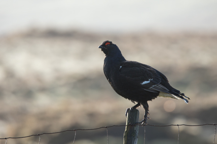 Black Grouse, Coverdale