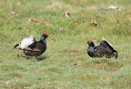 Black Grouse, Coverdale