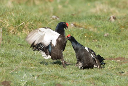 Black Grouse, Coverdale