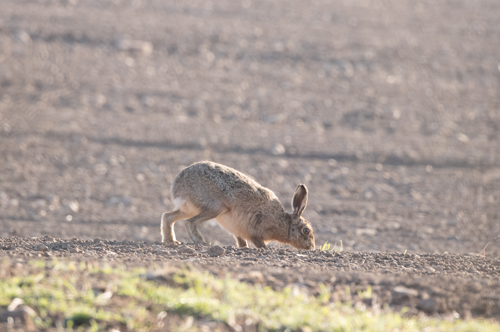 Hare in a field