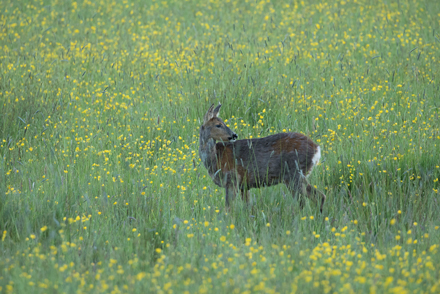Roe deer, Old Bilton