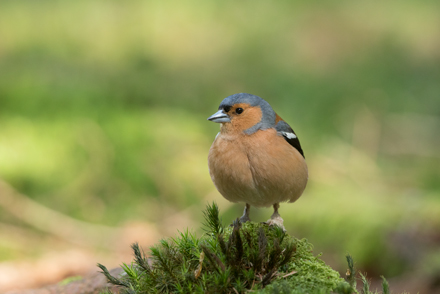 Chaffinch, Yorkshire Dales