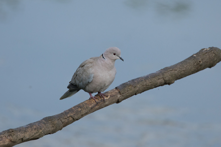Collared Dove, High Batts