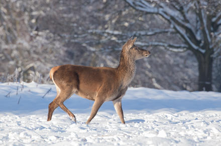 Deer, Studley Royal