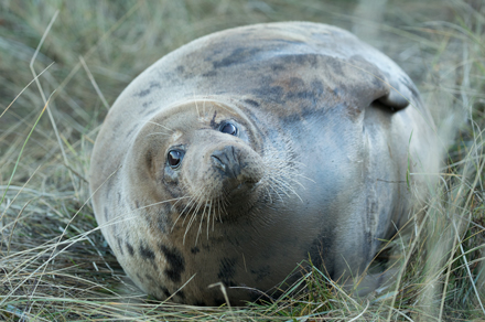 Seal, Donna Nook