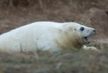 Grey Seal, Donna Nook