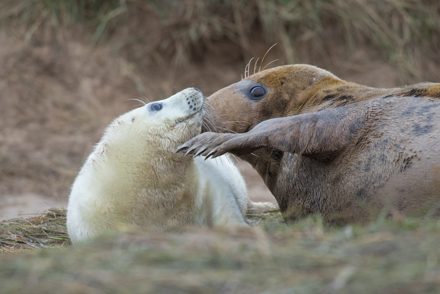 Grey Seal, Donna Nook