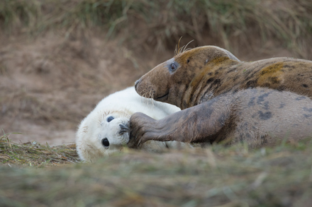 Grey Seal, Donna Nook