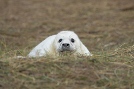 Grey Seal, Donna Nook