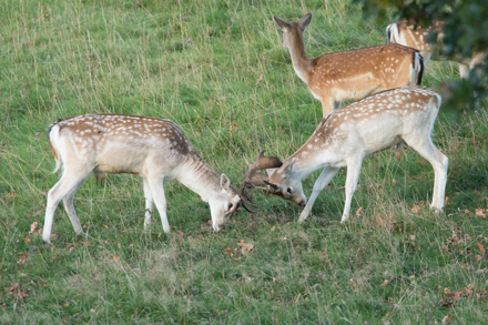Fallow Deer, Studley Royal