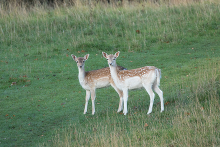 Fallow Deer, Studley Royal