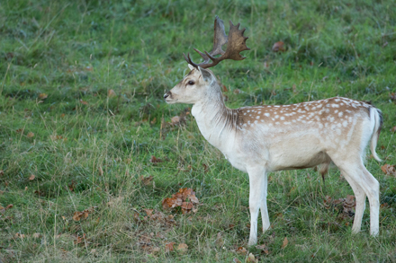 Fallow Deer, Studley Royal