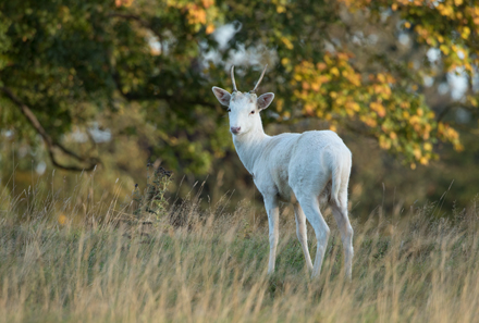 Fallow Deer, Studley Royal