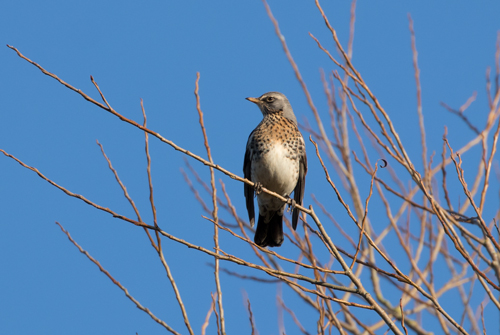 Fieldfare, near Overton
