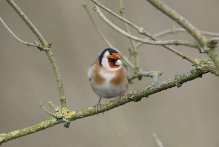 Goldfinch, High Batts