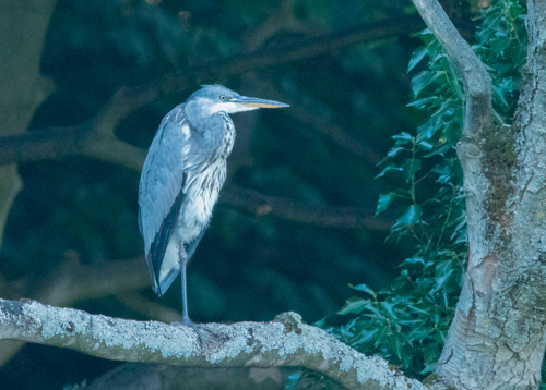 Heron, Goldsborough Mill