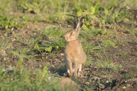 Brown Hare, Haddockstones