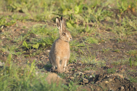 Brown Hare, Haddockstones