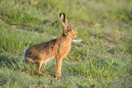 Brown Hare, Haddockstones