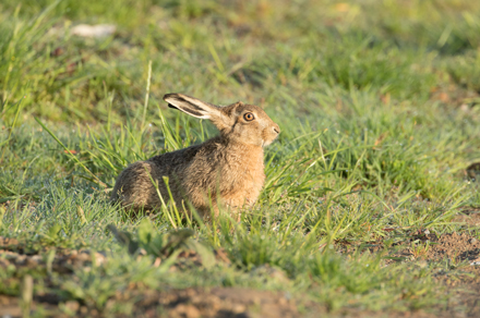 Brown Hare, Haddockstones