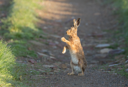 Brown Hare, Haddockstones