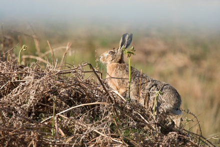 Hare, Langstrothdale