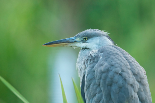 Heron, High Batts