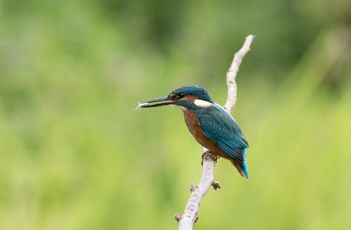 Kingfisher, High Batts