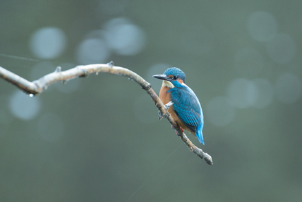 Kingfisher, High Batts