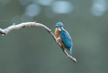 Kingfisher, High Batts