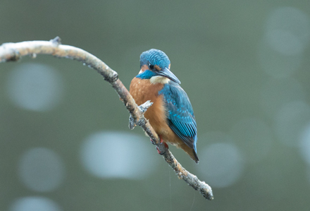 Kingfisher, High Batts