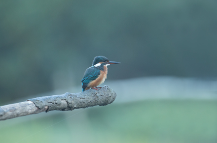 Kingfisher, High Batts