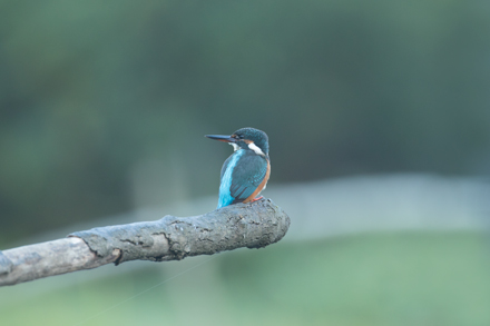 Kingfisher, High Batts