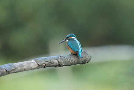 Kingfisher, High Batts