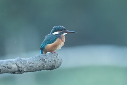 Kingfisher, High Batts