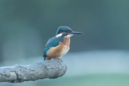 Kingfisher, High Batts