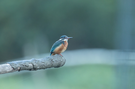 Kingfisher, High Batts