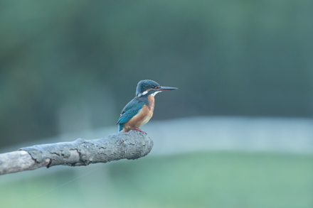 Kingfisher, High Batts