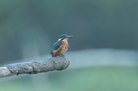 Kingfisher, High Batts