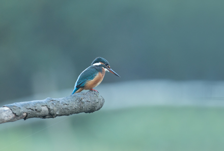 Kingfisher, High Batts