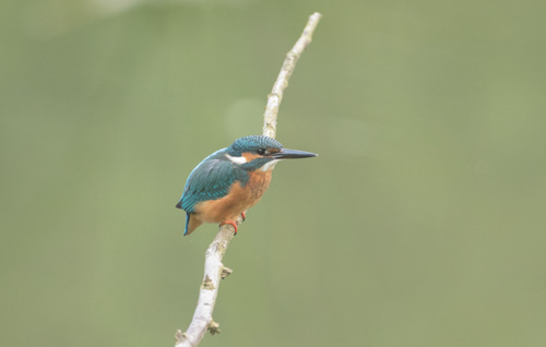 Paler juvenile kingfisher