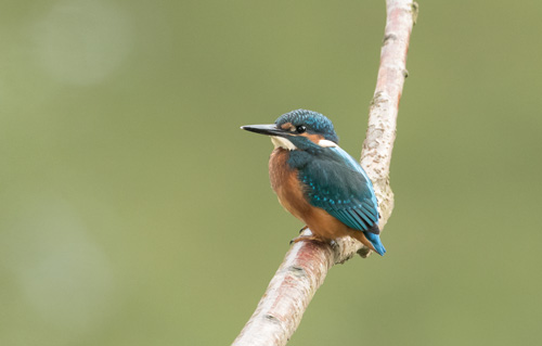 Kingfisher, High Batts