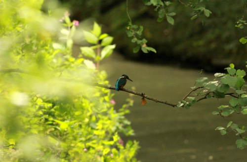 Kingfisher on a perch